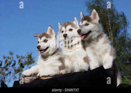 Chien Husky de Sibérie / trois chiots sur un bois Banque D'Images