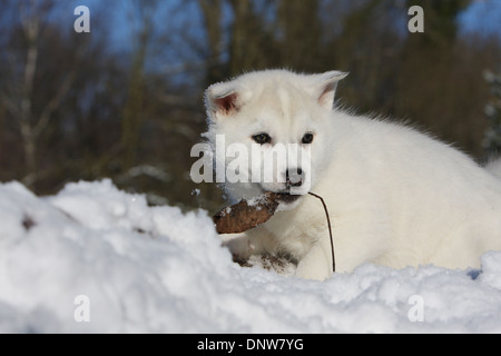 Chien Husky Sibérien chiot avec une succursale dans sa bouche Banque D'Images