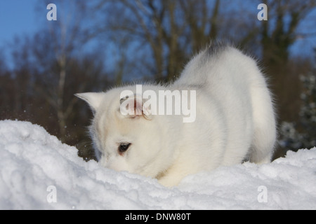 Chien chiot Husky de Sibérie dans la neige Banque D'Images