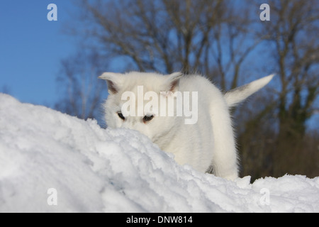 Chien chiot Husky Sibérien odeur dans la neige Banque D'Images