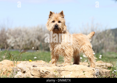 Chien Cairn Terrier / adulte debout sur un rocher Banque D'Images