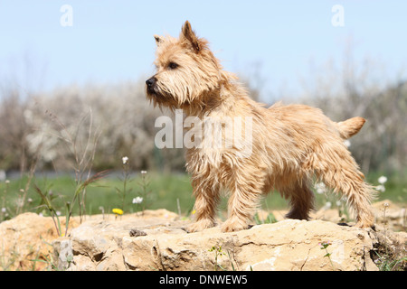 Chien Cairn Terrier / adulte debout sur un rocher Banque D'Images