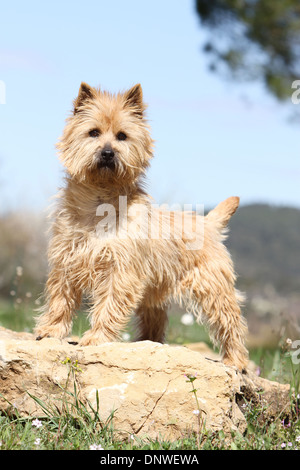 Chien Cairn Terrier / adulte debout sur un rocher Banque D'Images