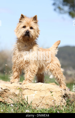 Chien Cairn Terrier / adulte debout sur un rocher Banque D'Images