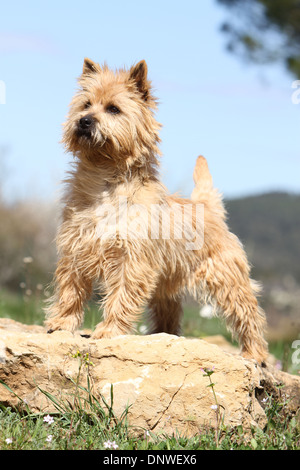 Chien Cairn Terrier / adulte debout sur un rocher Banque D'Images