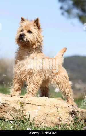 Chien Cairn Terrier / adulte debout sur un rocher Banque D'Images