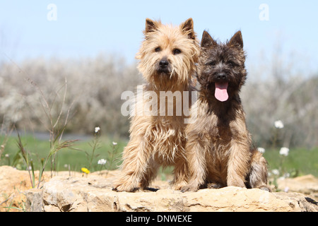 Chien Cairn Terrier / adulte et chiot sur un rocher Banque D'Images