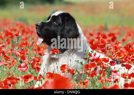 Adultes / Landseer chien couché dans un champ de coquelicots Banque D'Images