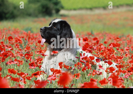 Adultes / Landseer chien couché dans un champ de coquelicots Banque D'Images