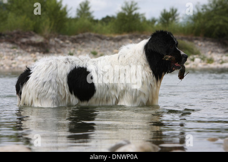 Landseer chien / adulte debout avec un bâton dans sa bouche dans une rivière Banque D'Images