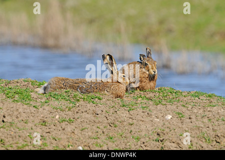 Lièvre brun (Lepus europaeus). Parfois, aussi connu sous le lièvre européen. Paire au printemps. Banque D'Images