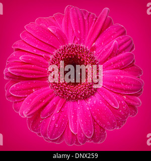 Gerber Daisy rose vif sur fond rose Banque D'Images