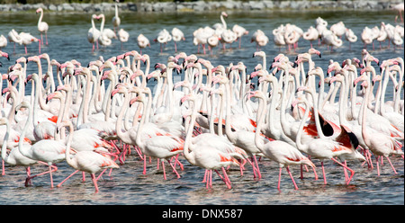 Flanmingos rose à Ras Al Khor Wildlife Refuge d'oiseaux et les milieux humides à Dubaï Émirats Arabes Unis Banque D'Images