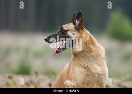 Chien Berger Belge Malinois portrait adultes Banque D'Images