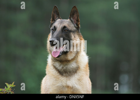 Chien Berger Belge Malinois portrait adultes Banque D'Images