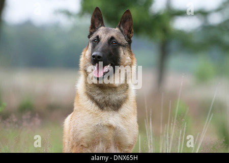 Chien Berger Belge Malinois portrait adultes Banque D'Images