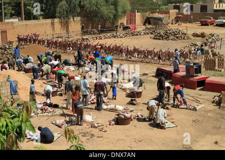 Les hommes de la communauté à Niamey, Niger travailler ensemble à sacrifier les moutons dans le cadre de la célébration de la Tabaski (Aïd al-Adha) Banque D'Images