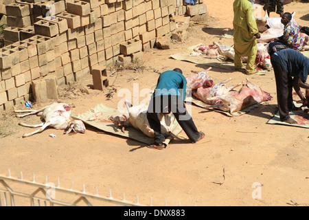 Les hommes de la communauté à Niamey, Niger travailler ensemble à sacrifier les moutons dans le cadre de la célébration de la Tabaski (Aïd al-Adha) Banque D'Images