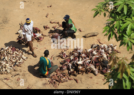 Les hommes de la communauté à Niamey, Niger travailler ensemble à sacrifier les moutons dans le cadre de la célébration de la Tabaski (Aïd al-Adha) Banque D'Images