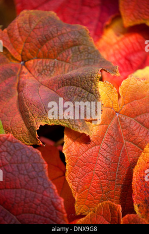 Close up de feuilles de Crimson Glory Vine montrant couleurs d'automne avec une faible profondeur de champ et isolé sur fond noir (Vi Banque D'Images