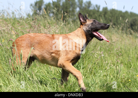 Chien Berger Belge Malinois jeunes marcher dans un pré Banque D'Images