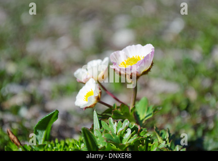 Glacier Glacier Crowfoot ou (Ranunculus glacialis) dans le parc national de Jotunheimen en Norvège. Banque D'Images