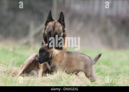 Chien Berger Belge Malinois chiots et adultes dans un pré Banque D'Images