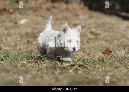 West Highland White Terrier chien / chiot Westie s'exécutant dans un champ Banque D'Images