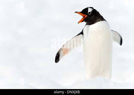 PORT DE NEKO, Antarctique — Un manchot Gentoo solitaire (Pygoscelis papua) se dresse sur le paysage enneigé du port de Neko, dans la péninsule Antarctique. Les taches blanches distinctives du pingouin et le bec rouge-orange contrastent fortement avec la neige blanche immaculée, illustrant l'adaptation de l'espèce à cet environnement glacé et dur. Banque D'Images