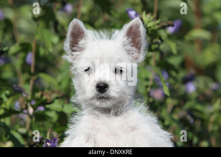 Chien West Highland White Terrier Westie / puppy portrait Banque D'Images