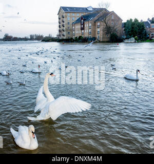 St Ives, Cambridgeshire. 6 janvier, 2013. Les cygnes et la sauvagine bénéficiez des niveaux d'eau sur la rivière Great Ouse à la ville de marché de St Ives Cambridgeshire UK 6 janvier 2014. La rivière s'étend du centre de l'Angleterre par le biais de l'East Anglia à la laver à Norfolk et une combinaison de forte pluie et la marée haute a provoqué le débordement de la rivière à ses banques. L'eau est contenue dans une plaine inondable et aucun dommage n'a été causé à la ville elle-même. Julian crédit Eales/Alamy Live News Banque D'Images