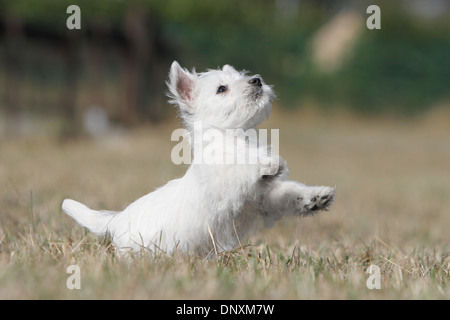 West Highland White Terrier chien / chiot Westie debout dans un champ Banque D'Images