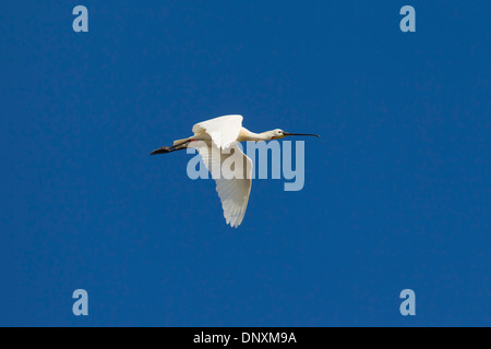 Spatule blanche / Common Spoonbill (Platalea leucorodia) en vol Banque D'Images