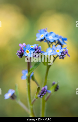 Image en gros plan de la délicate, de minuscules fleurs bleu de la forget-me-not également connu sous le nom de Myosotis. Banque D'Images