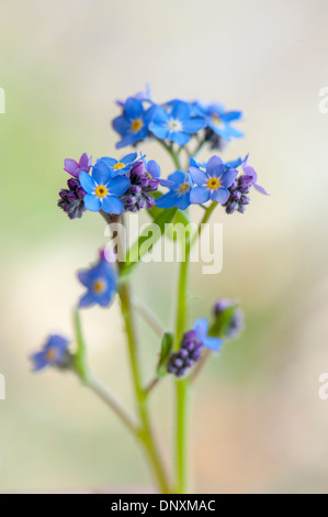 Image en gros plan de la délicate, de minuscules fleurs bleu de la forget-me-not également connu sous le nom de Myosotis. Banque D'Images