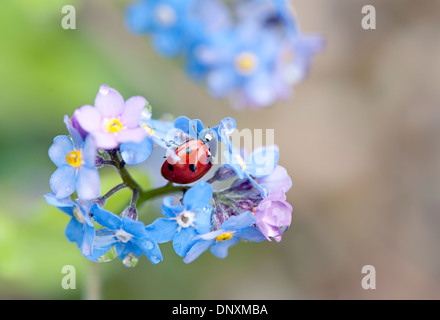 Image en gros plan de la délicate m'oubliez pas Bleu Myosotis - fleurs avec un 7-spot ladybird se cacher. Banque D'Images