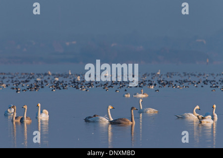 Cygne chanteur (Cygnus cygnus) troupeau baigne parmi les canards du lac en hiver Banque D'Images