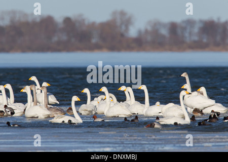 Cygne chanteur (Cygnus cygnus) troupeau baigne parmi les canards du lac en hiver Banque D'Images
