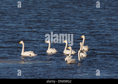 Cygne chanteur (Cygnus cygnus) troupeau nager dans le lac en hiver Banque D'Images