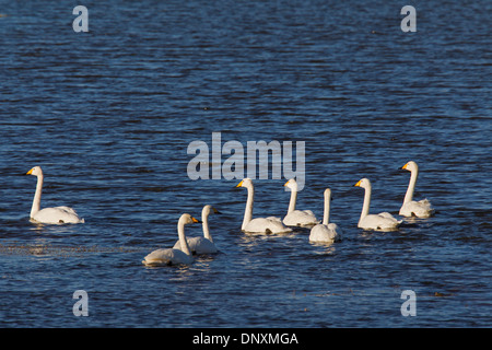 Cygne chanteur (Cygnus cygnus) troupeau nager dans le lac en hiver Banque D'Images