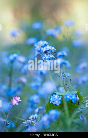 Image en gros plan de la délicate m'oubliez pas Bleu Myosotis - fleurs. Banque D'Images