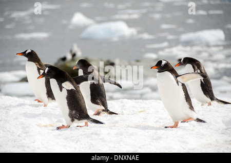L'ANTARCTIQUE - UN waddle de manchots se promène par sur la glace à Mikkelsen Harbour sur l'île de la Trinité dans l'Antarctique. Banque D'Images