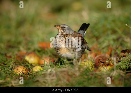 En hiver sur une manne fieldfare pommes UK Banque D'Images