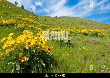 Blooming deltoïdes (Balsamorhiza) près de Dryden, Chelan County, Washington, USA Banque D'Images