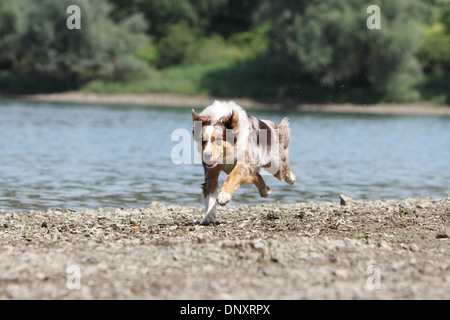 Chien Berger Australien / Aussie des profils d'exécution au bord d'un lac Banque D'Images