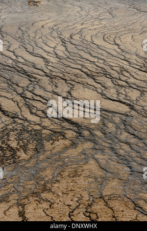 Midway Geyser Basin- colonies d'algues at Grand Prismatic Spring, NP Yellowstone, Wyoming, USA Banque D'Images