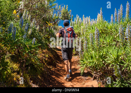 Male hiker avec petit sac à dos de montagne sur sentier bordé d 'floraison Tajinaste Azul' (Echium Nervosum), sur Gran Canaria Banque D'Images