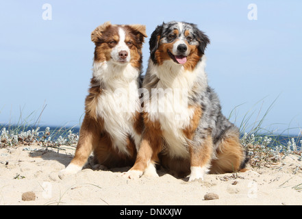 Chien Berger Australien Aussie / deux adultes (3 couleurs rouge et bleu merle) assis sur la plage Banque D'Images