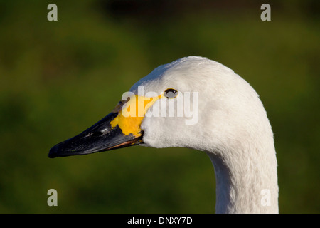 Close up portrait of le cygne de Bewick Cygnus columbianus contre fond vert Banque D'Images