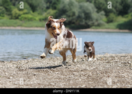 Chien Berger Australien Aussie / adulte et chiot (rouge merle) au bord d'un lac Banque D'Images